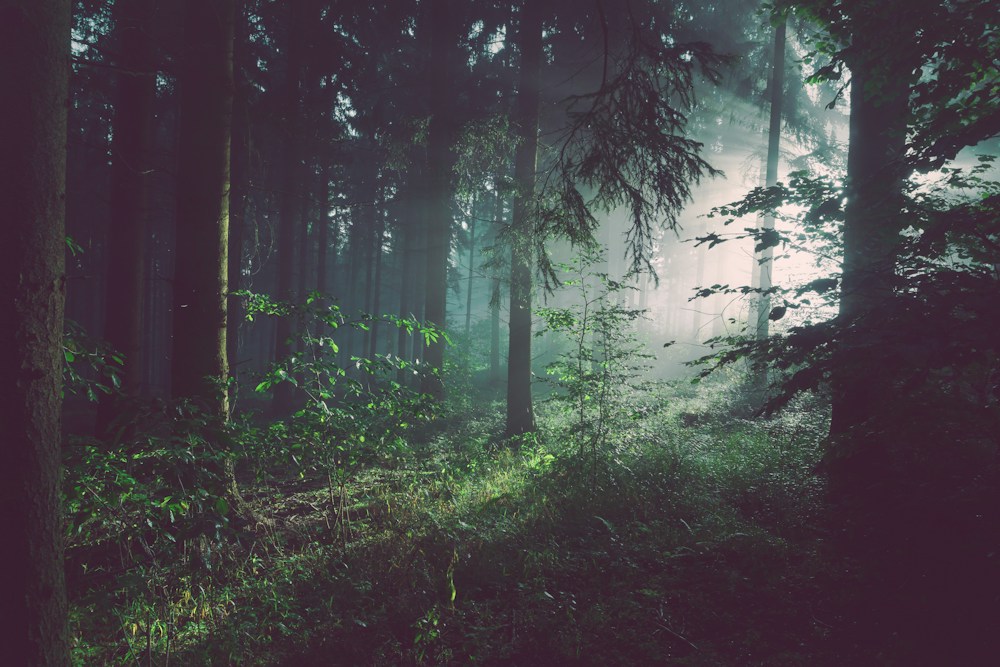 Bosque denso con luz entre los árboles, fotografía ilustrativa